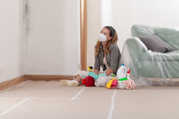 Reliable Mold Cleanup contractor in Elk Rapids, MI by WQB Mold Removal